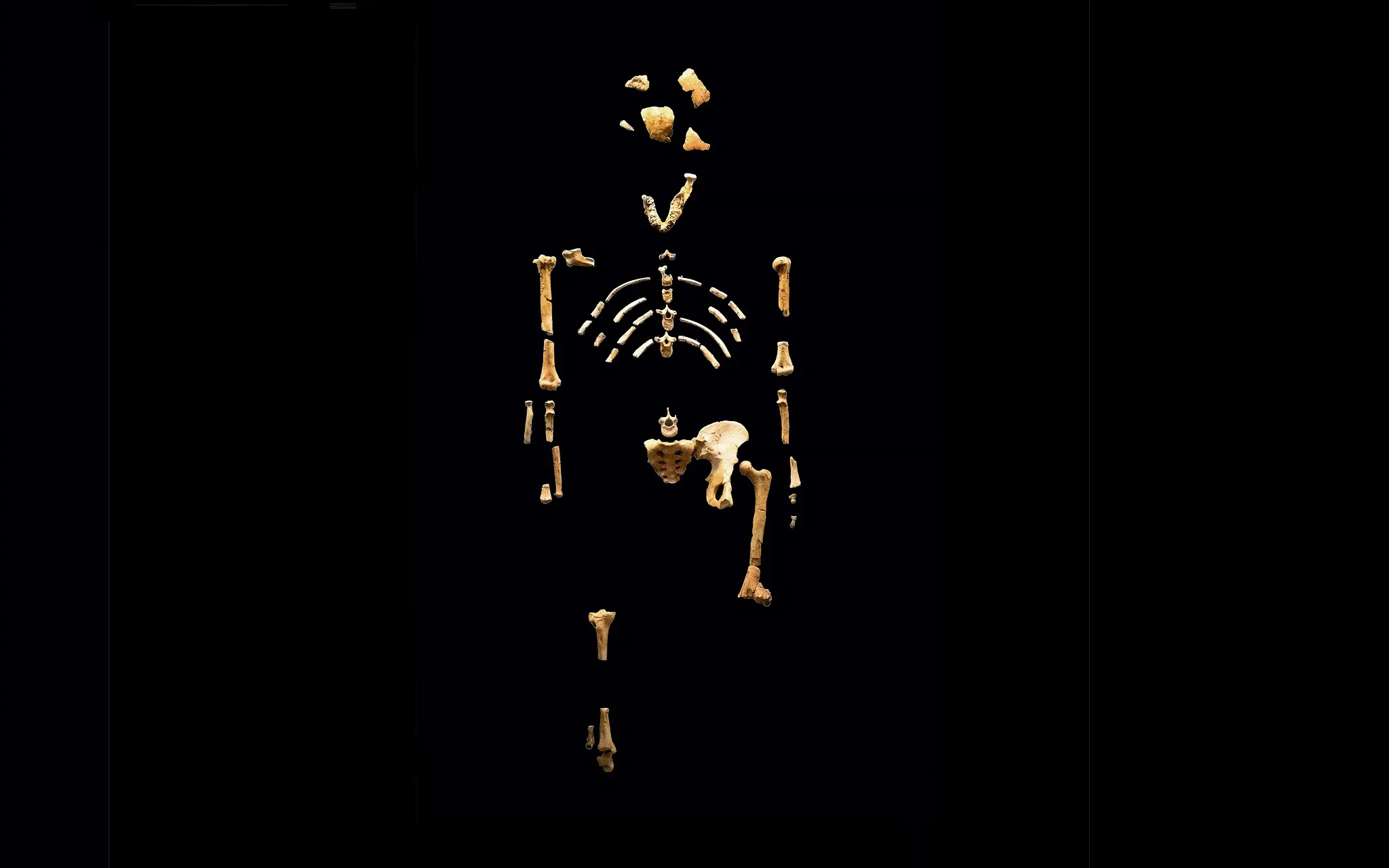 Moulage du squelette de Lucy, Australopithecus afarensis, sur fond noir