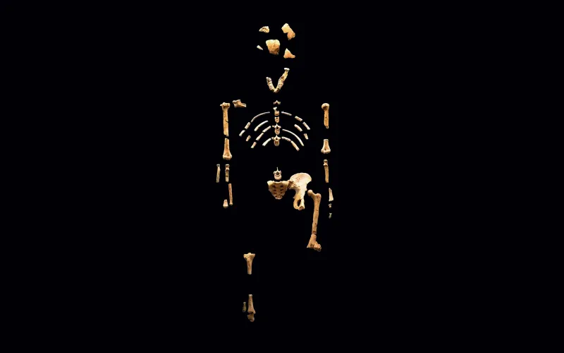 Moulage du squelette de Lucy, Australopithecus afarensis, sur fond noir