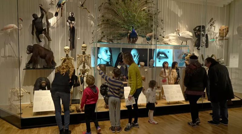 Visiteurs adultes et enfants qui regardent les vitrines dans la Galerie de l'Homme du Musée de l'Homme